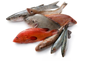 Fish-Variety