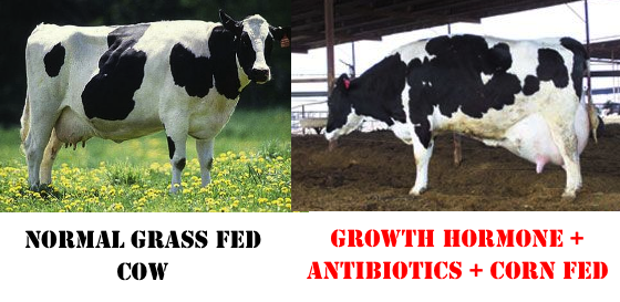 Image result for hormone cow vs non